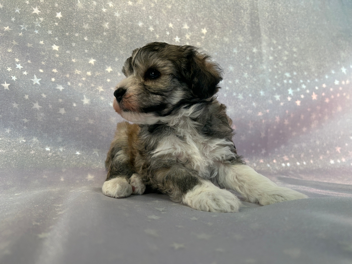 Male Tri Color Schnoodle Puppy for Sale $750